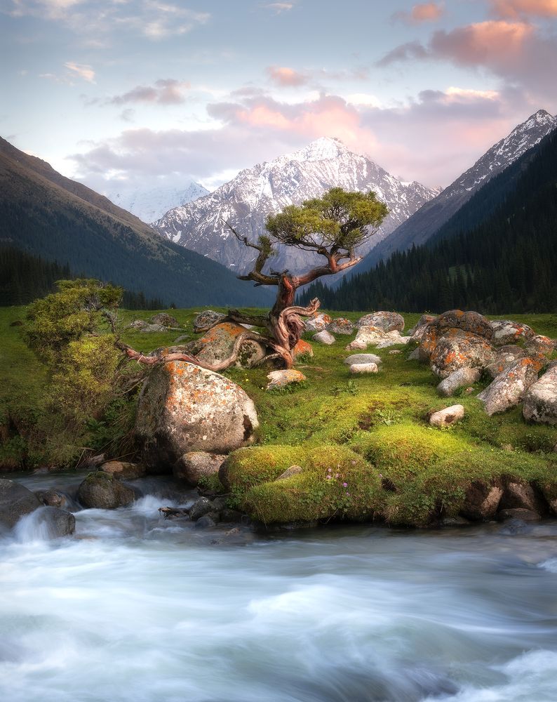 И на камнях растут деревья....