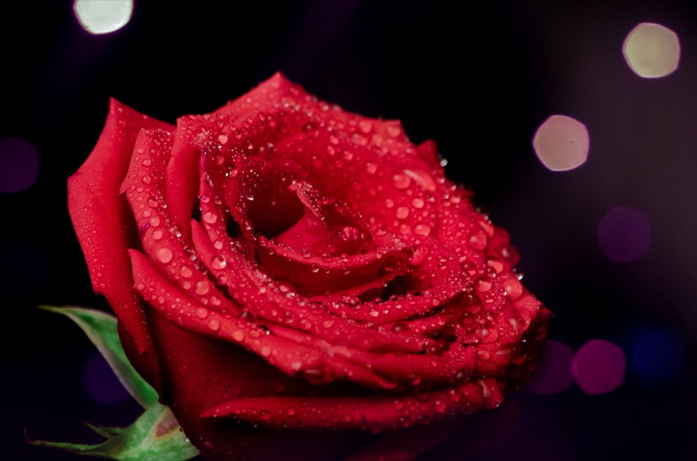 Photograph by Вероника Романенко