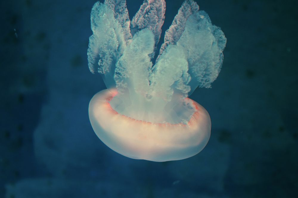 Photograph by Dale White