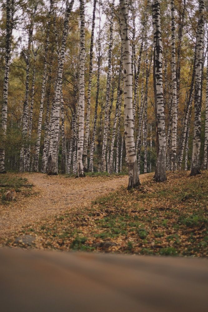 Фотография автора Тамара Чибисова