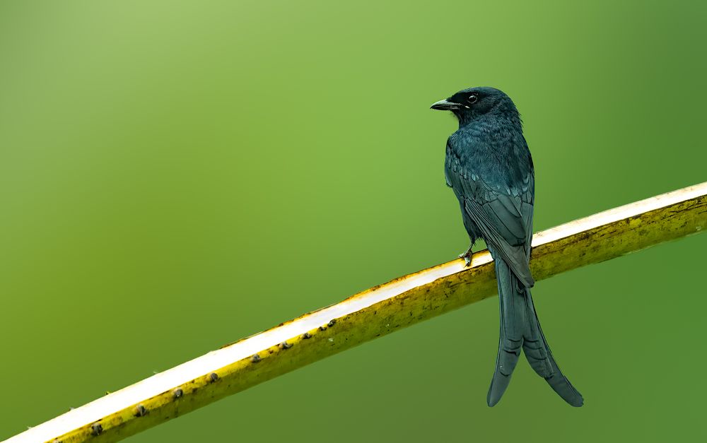 Фотография автора Paul Manjooran