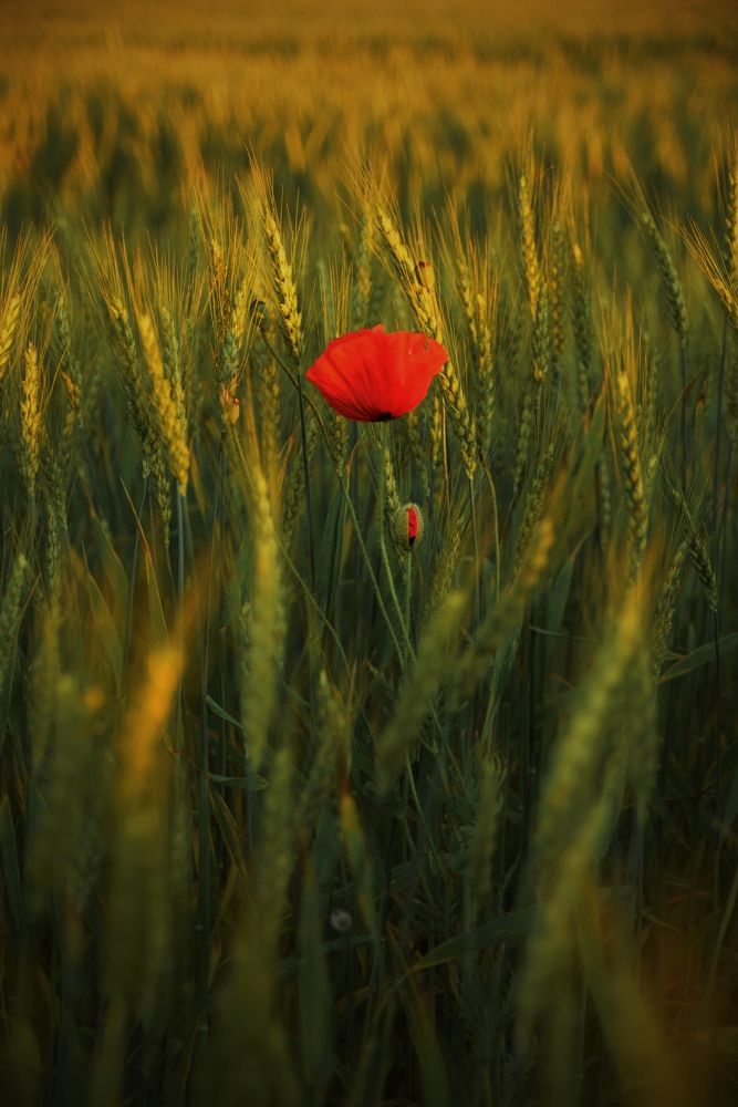 Photograph by Александр Гоцуляк