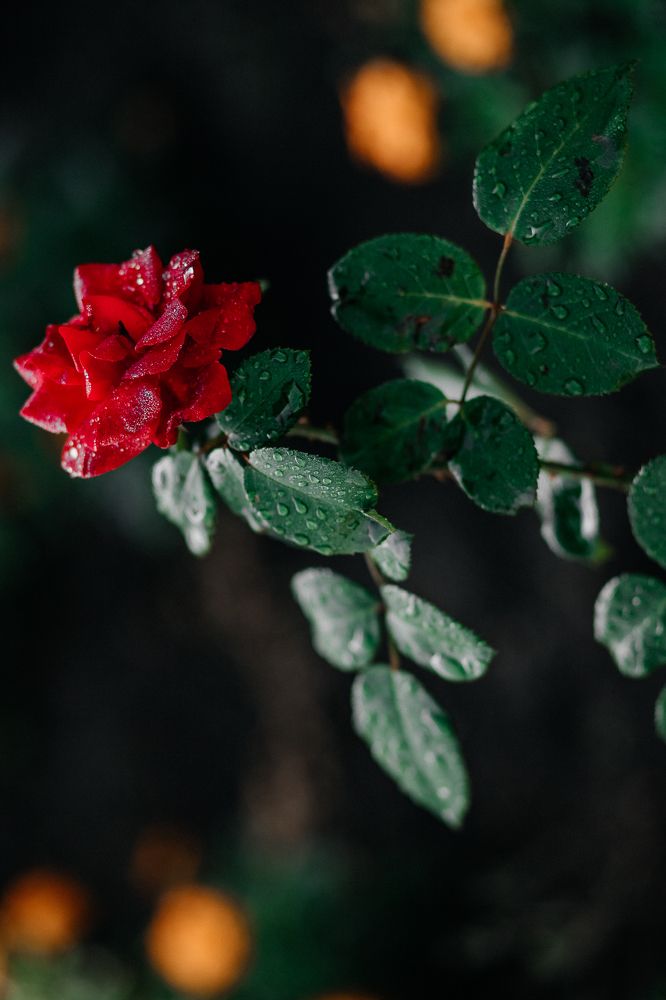 Photograph by Наталья Пагоцкая