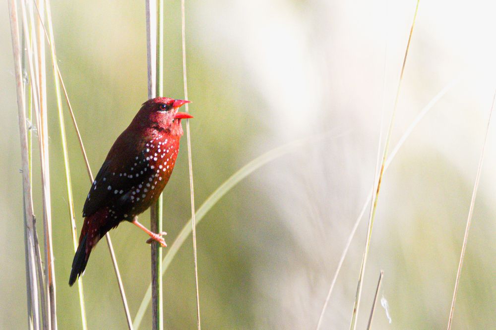 Photograph by Pritam Mandal