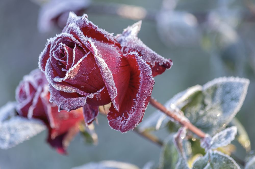 Роза на морозе