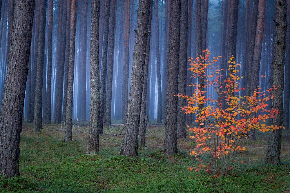 Photograph by Игорь Денисов