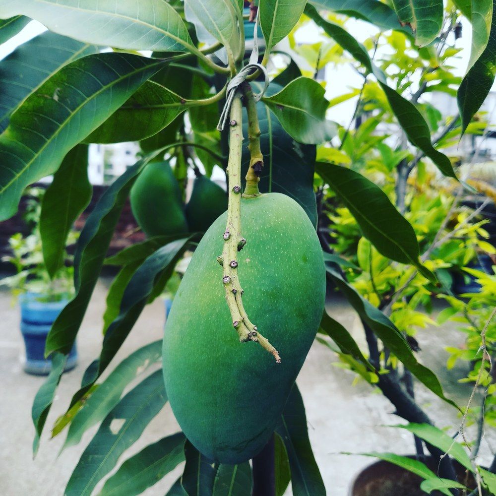 Photograph by Mostafa Shahriar