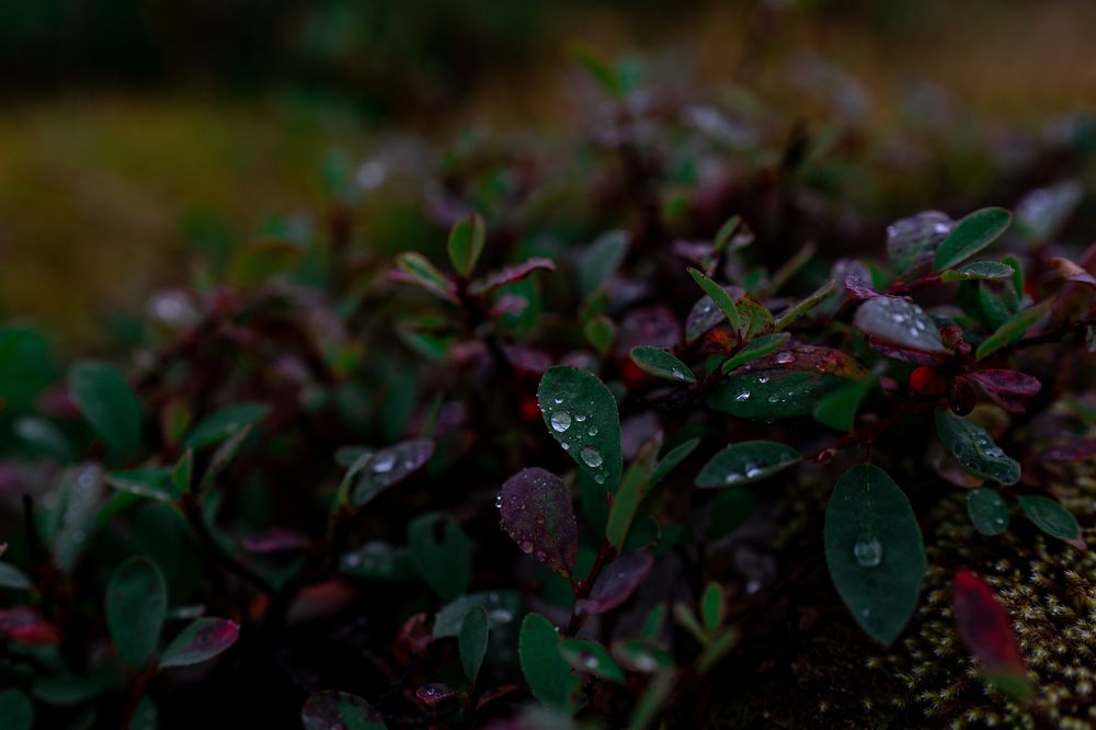 Photograph by Андрей Шишлов