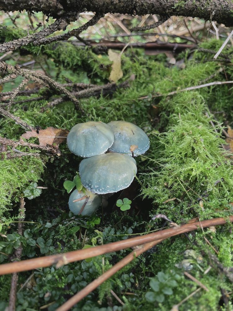 Photograph by Полина Зенькович