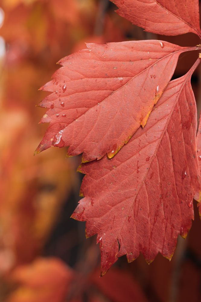 Photograph by Наталья Федорова