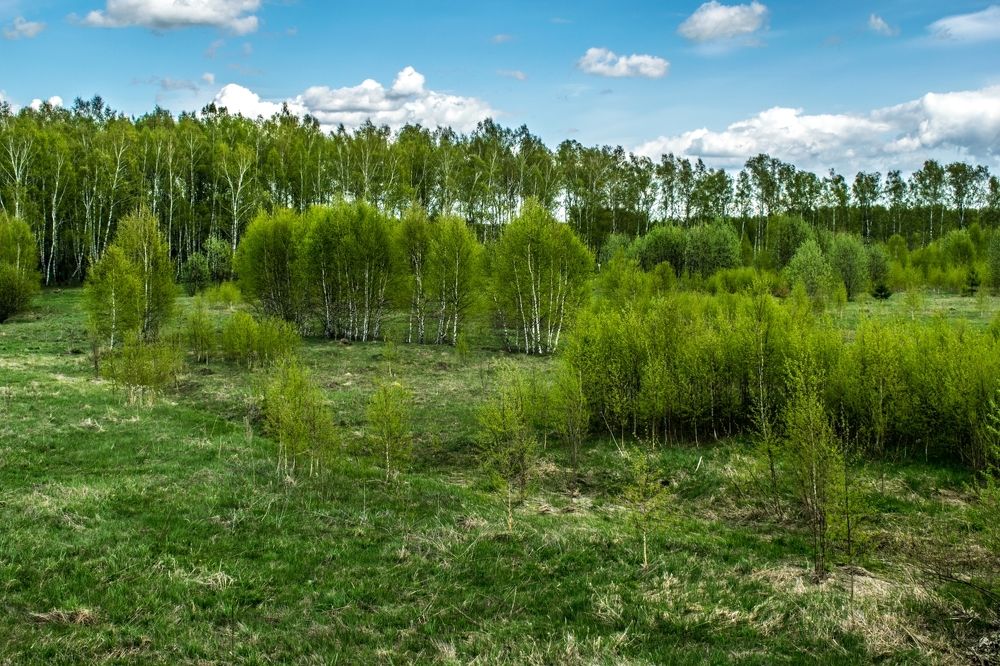 Майская зелень