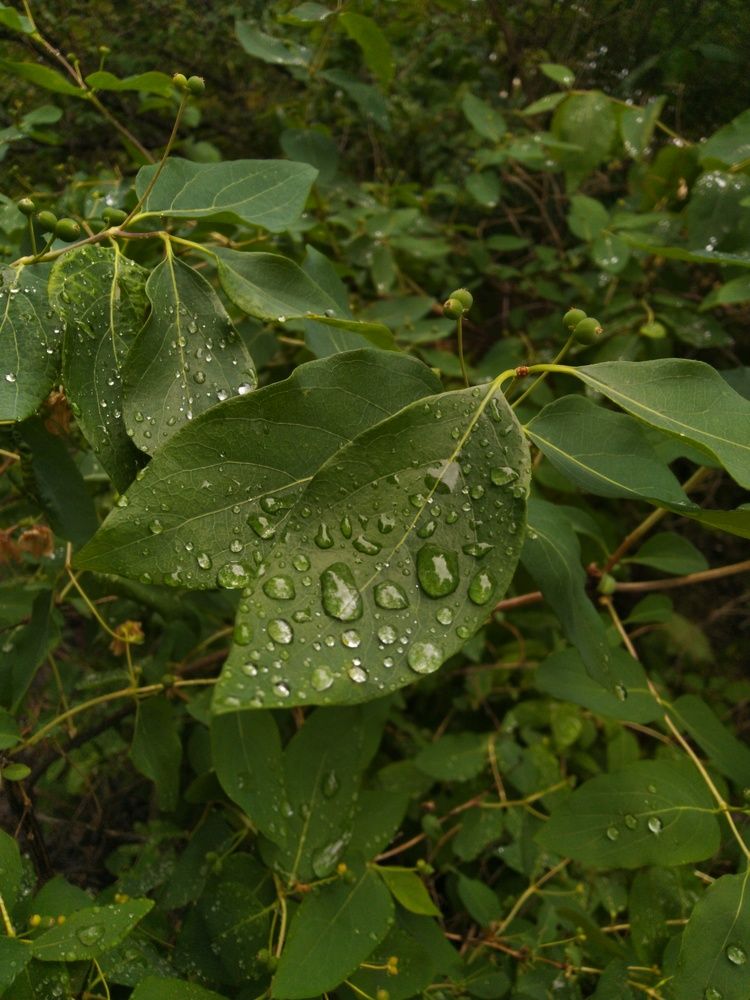 Photograph by Павел Лосев