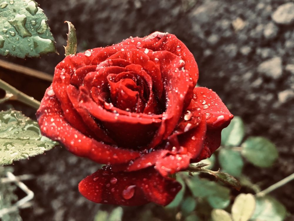 Photograph by Алена Жирова