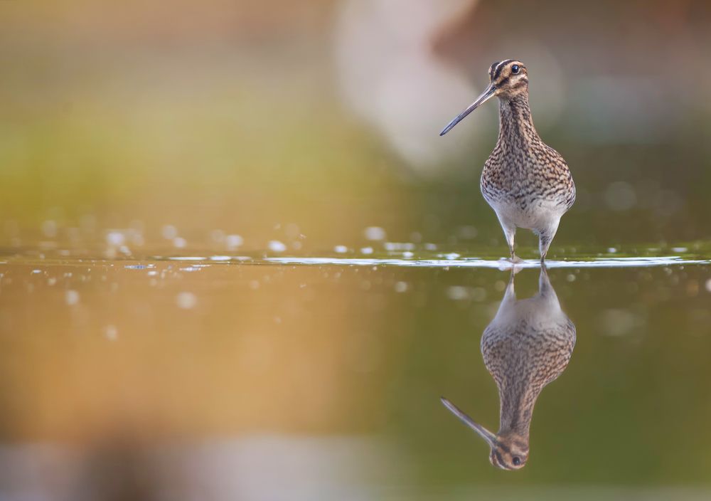 Mirror, tell me who's the most beautiful bird