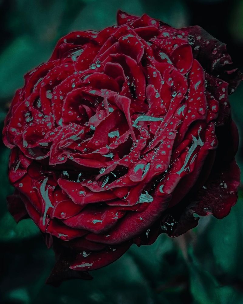 Photograph by Элеонора Ер