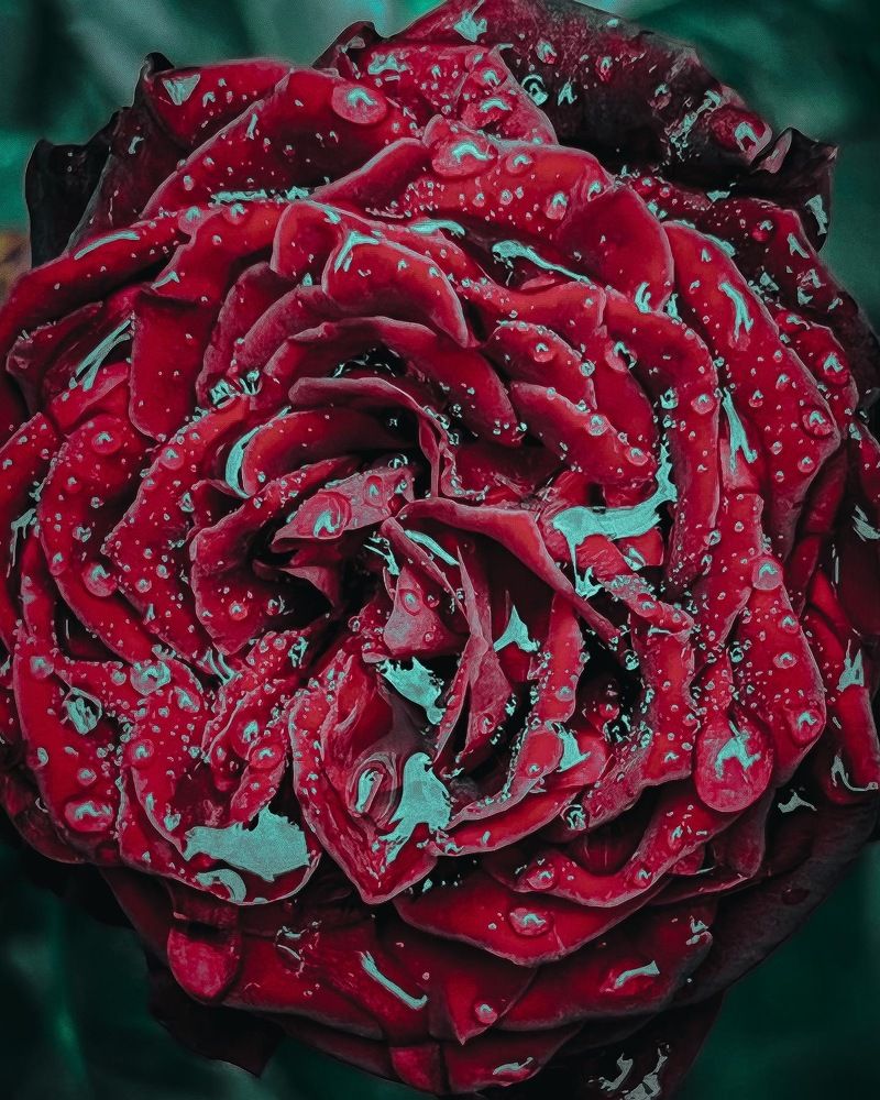 Photograph by Элеонора Ер