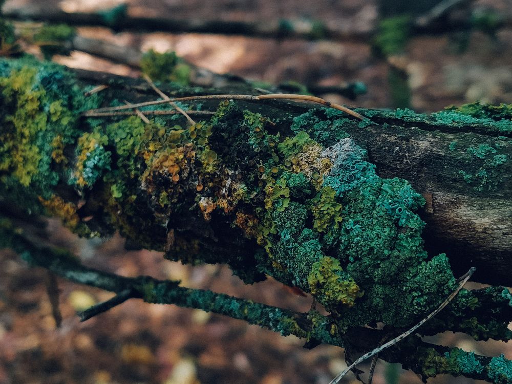 Photograph by Данил Батурин