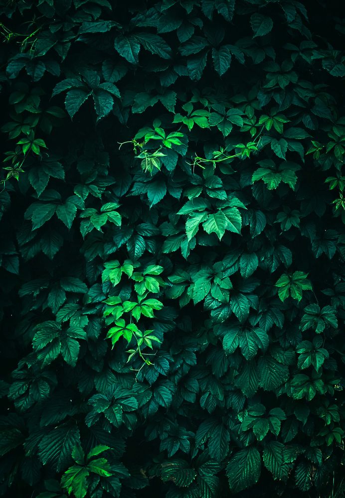 Photograph by Nakiato