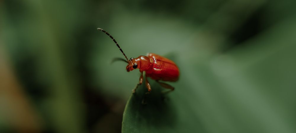 Фотография автора Rajesh R Kurup