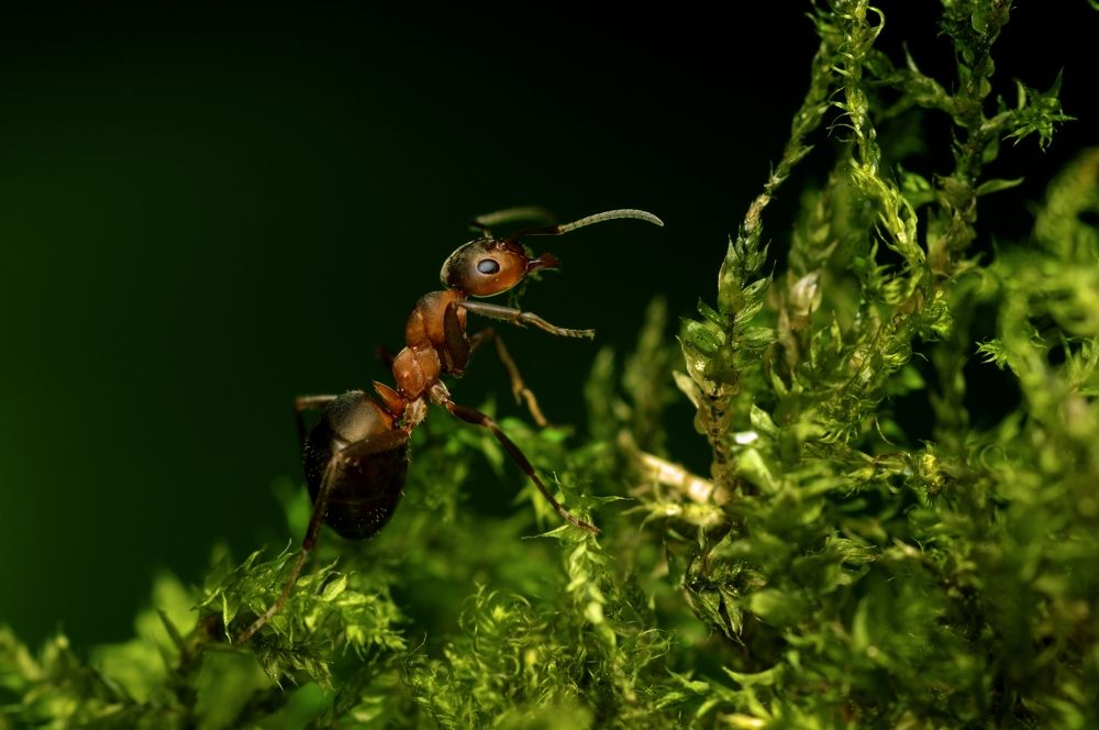 Восхождение
