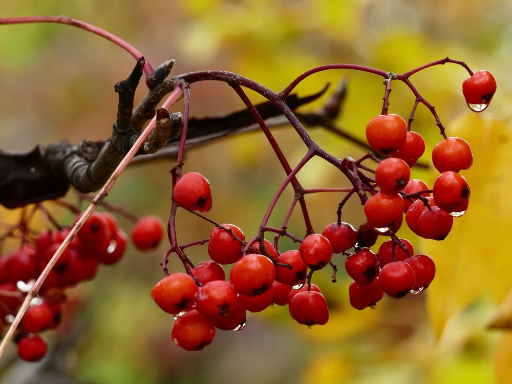Цвет рябины красный
