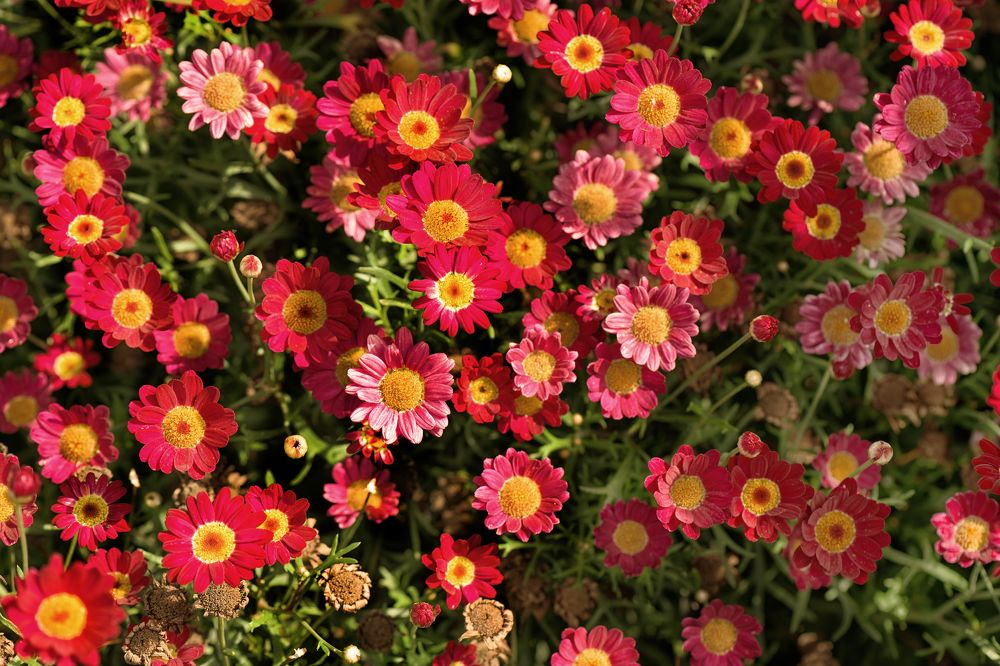 Photograph by Alexander