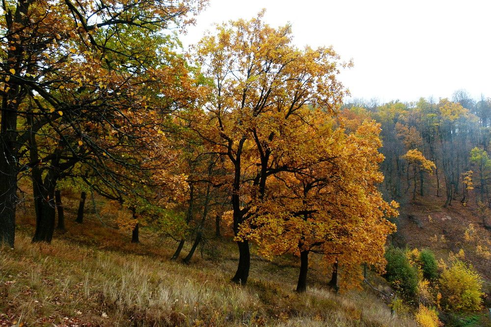 Photograph by Александр Кизим