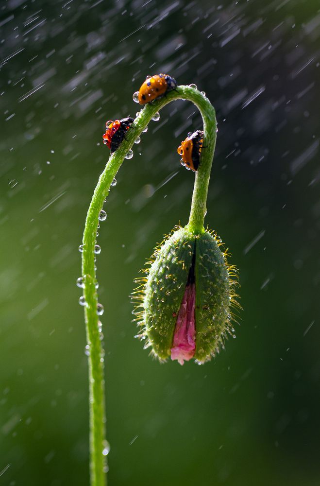 Photograph by Esin Sağır