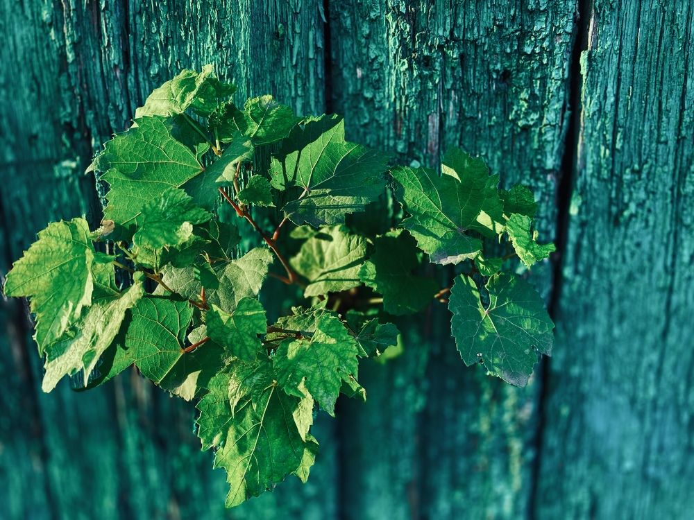 Photograph by Марина Шеина