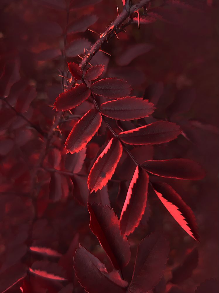 Осенняя веточка шиповника