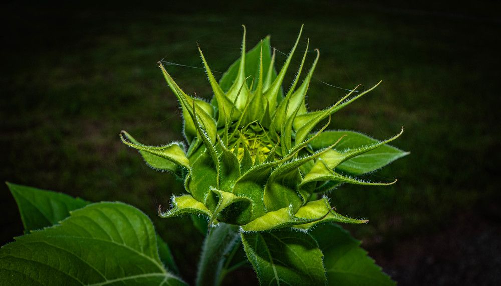 Подсолнух расцветает