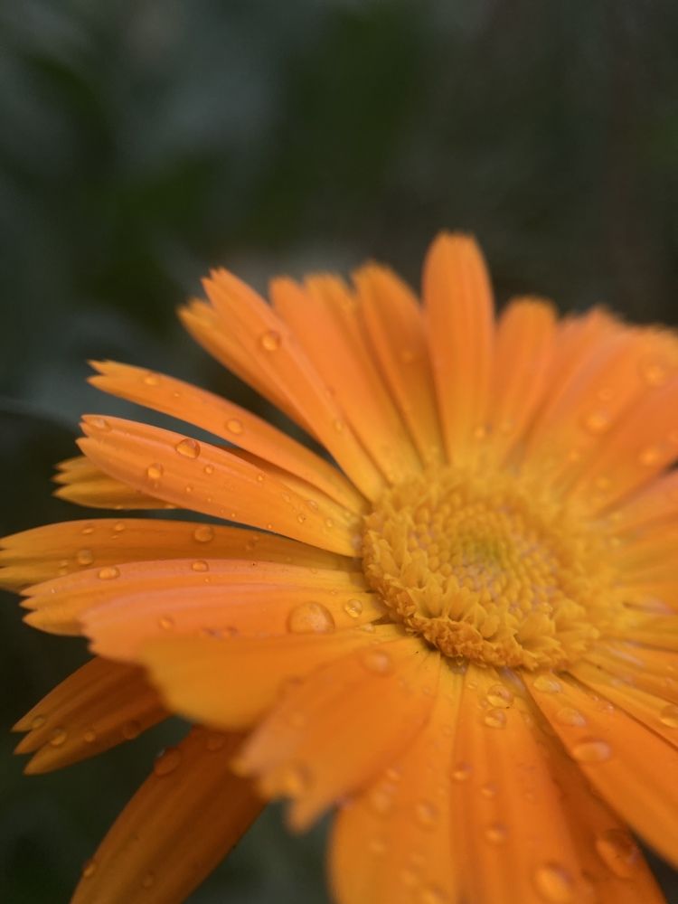 Photograph by Елена