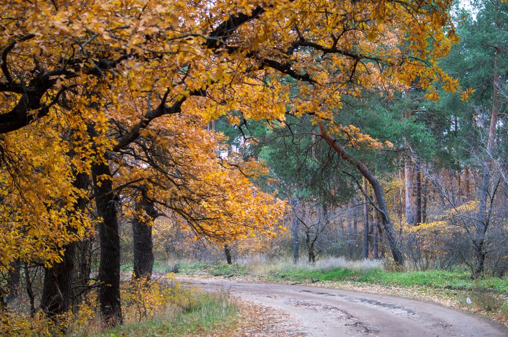 Photograph by Чебесов Олег