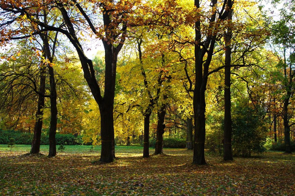 Осенний пейзаж в Удельном парке...