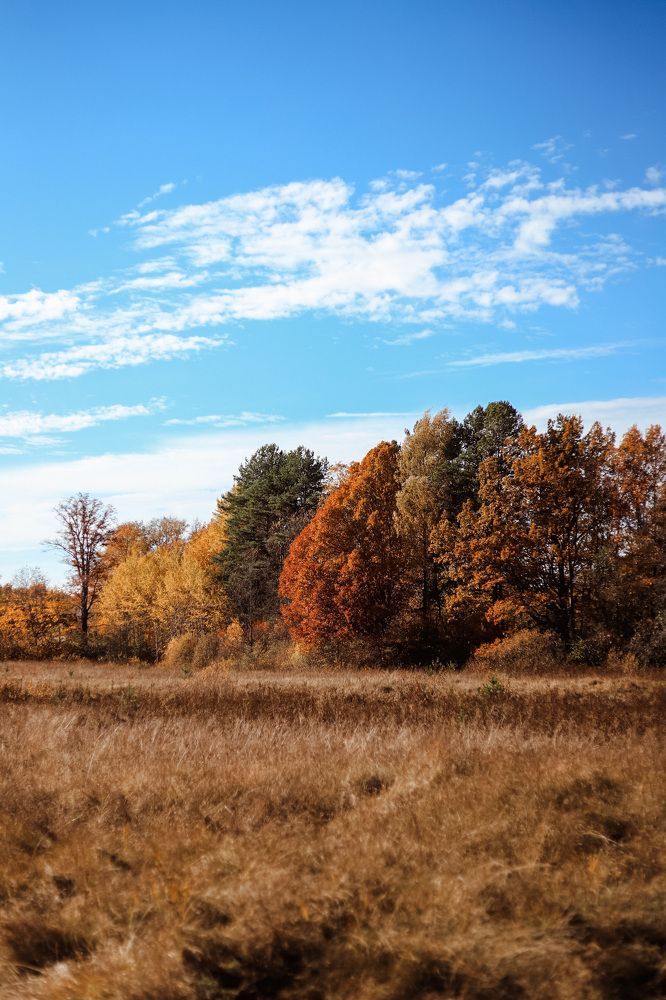 Фотография автора Олеся Шипихина