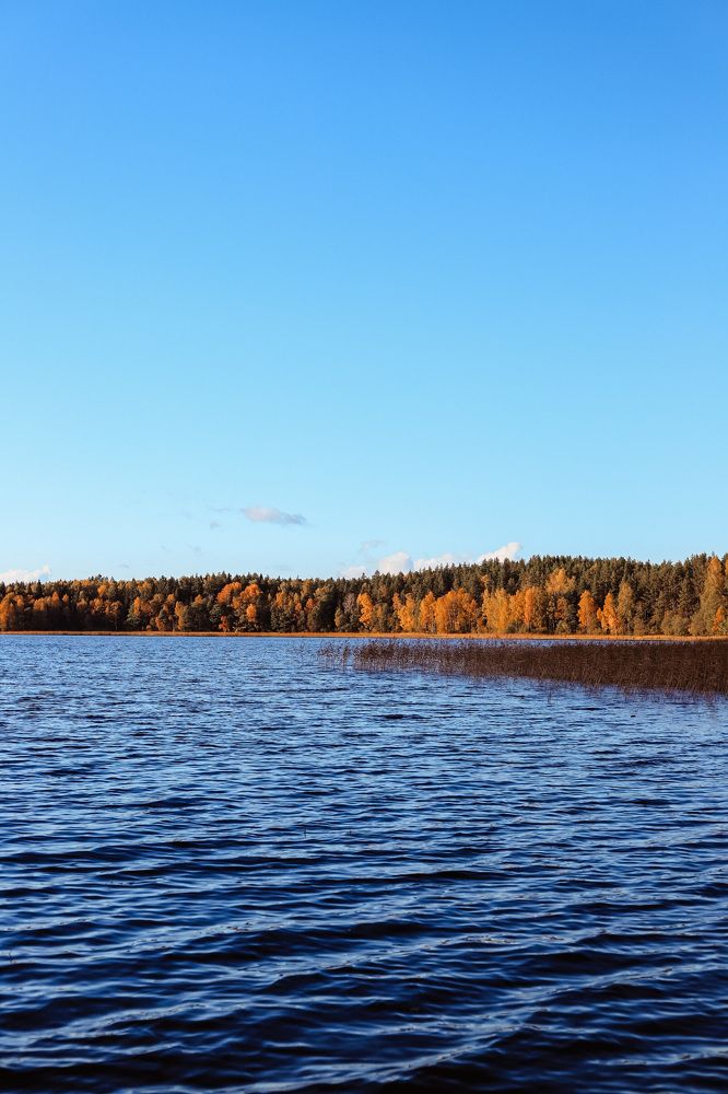 Фотография автора Олеся Шипихина
