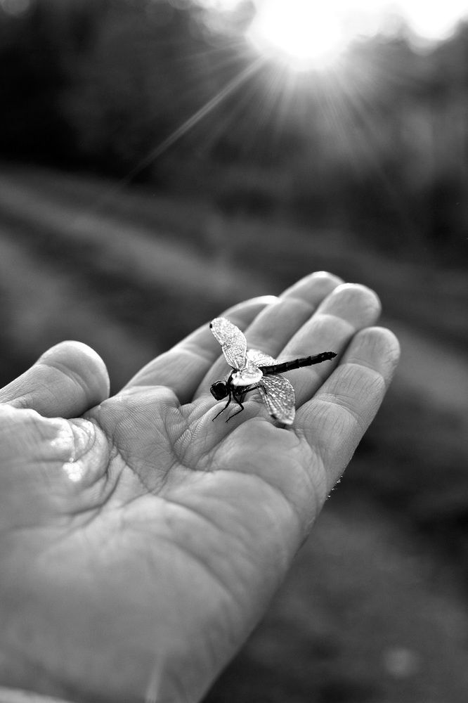 Стреколето