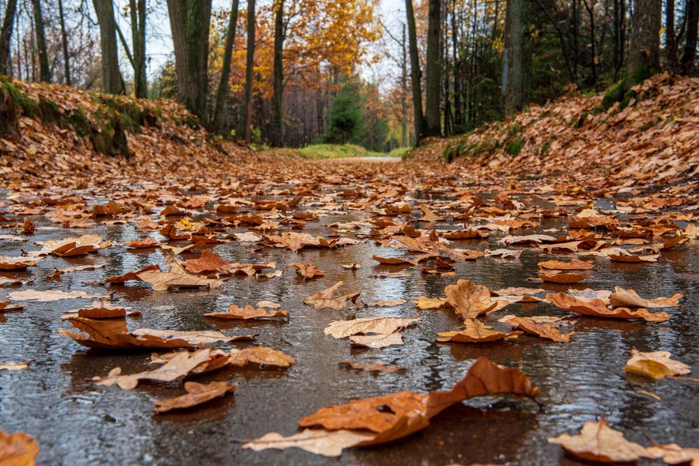 Наслаждение осенью...