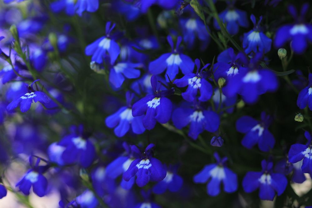 Photograph by Леунина Людмила