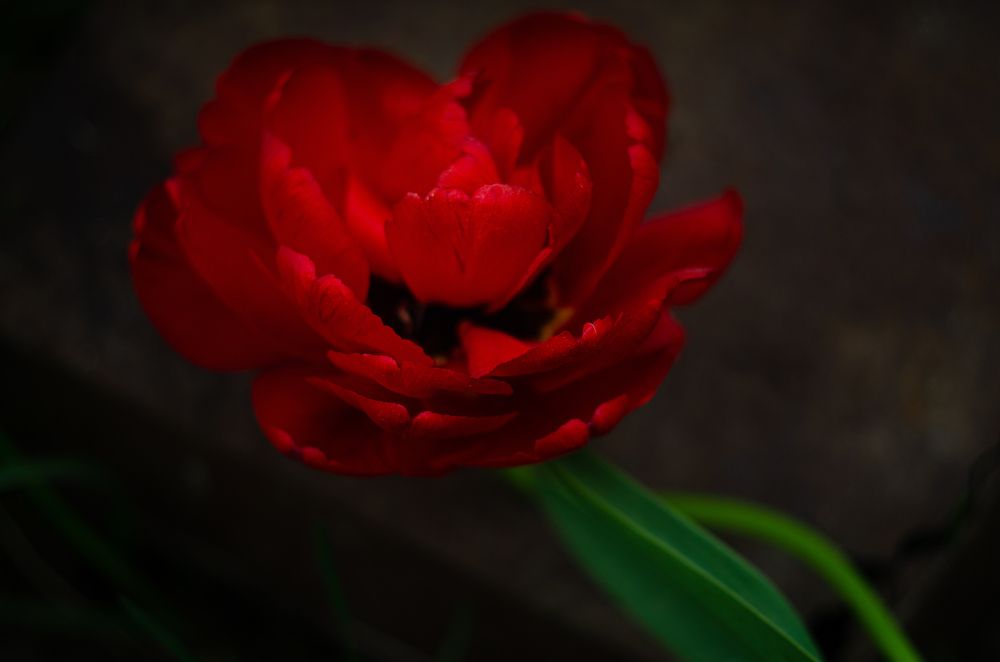 Красный тюльпан