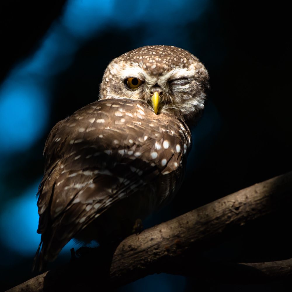 Photograph by Soumya Chandan Panda