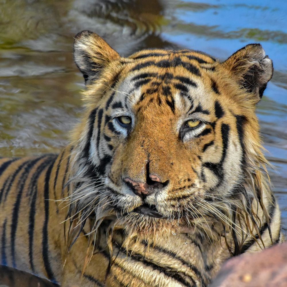 Photograph by Soumya Chandan Panda