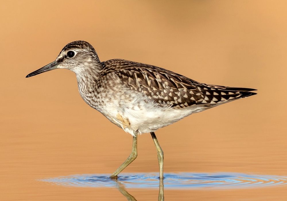 Photograph by Павел Краснослободцев