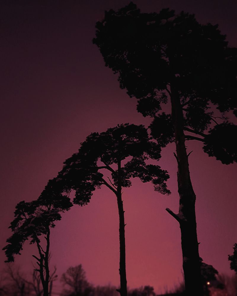 Вишневый закат / Cherry sunset