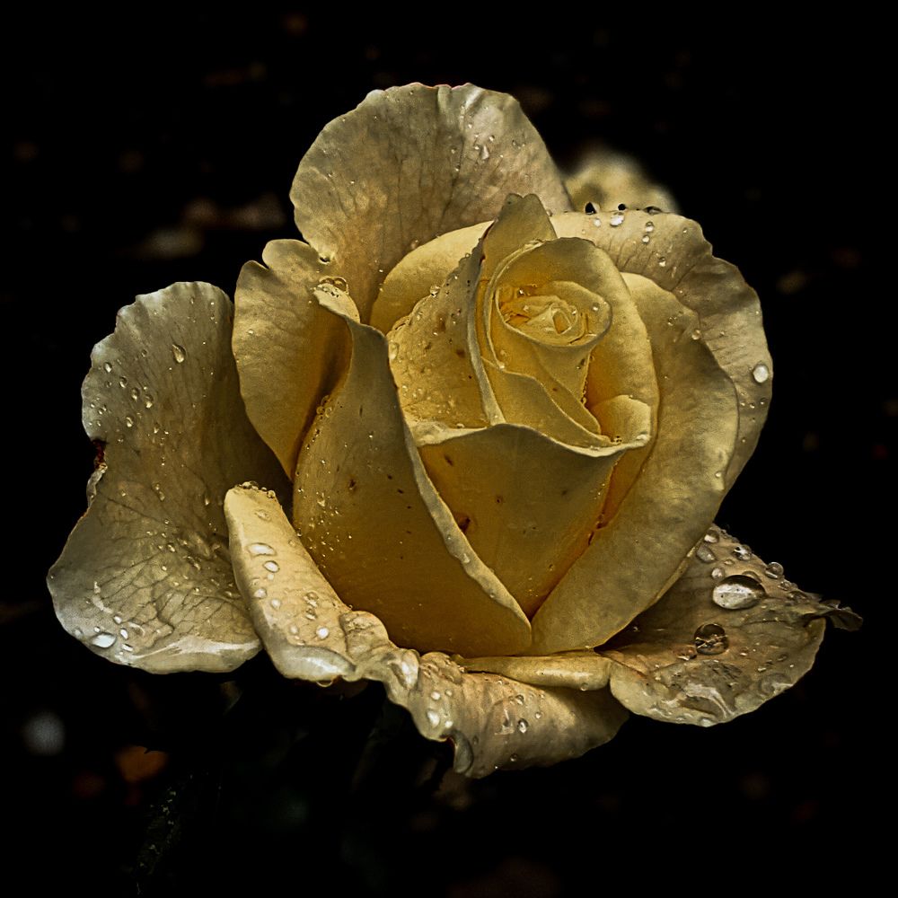 Photograph by Дарья Макаревич