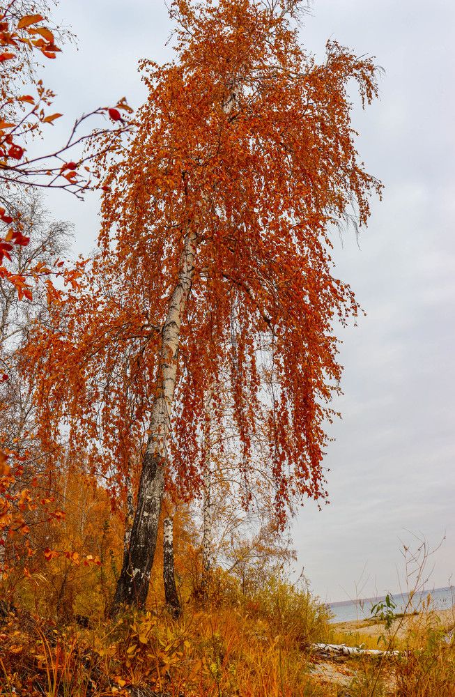 Берёз осенняя краса