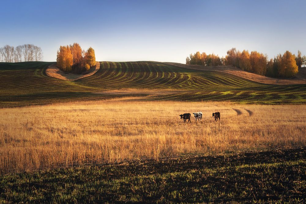 Возвращение блудных телят...