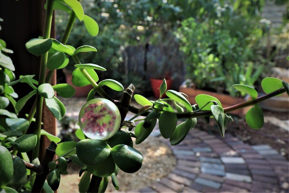 Photograph by Merav Zuberman Perkal