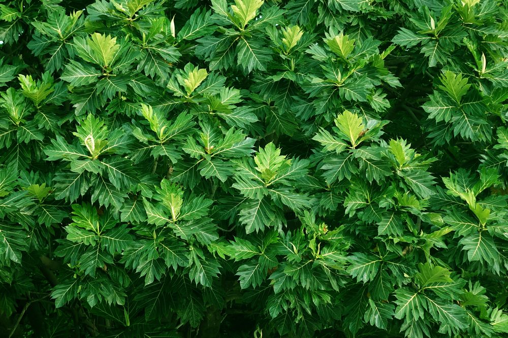 Photograph by Vy Van Bui