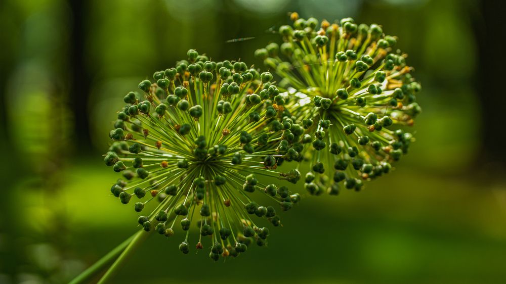 Зеленые шары